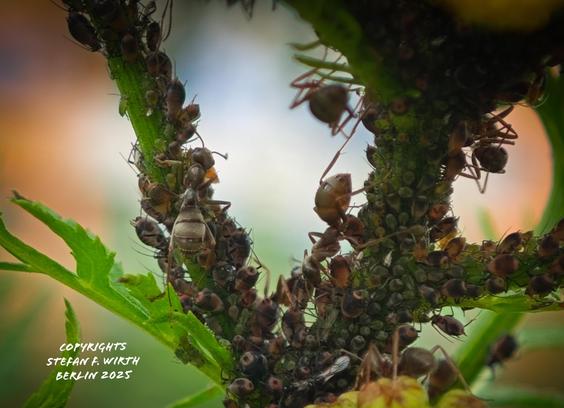 The pink tansy aphid Metopeurum fuscoviride on tansy on a dry meadow near Goethepark in Berlin. The undetermined mutualistic ant is a member of Formicinae, may be Formica fusca, as a colony of it is nearby. © Stefan F. Wirth July 2025