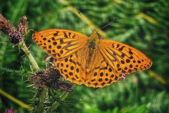 A close-up shot of a vibrant orange butterfly with black spots on its wings, resting on a spiky, purplish-brown thistle against a soft, out-of-focus green background. The butterfly's wings are spread wide, showcasing its intricate patterns.