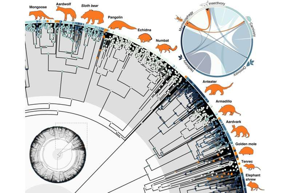 A radial tree diagram of myrmecophages.  There is also a diagram showing that most of the myrmecophages evolved from insectivory, but a substantial number from carnivory.  The 12 mammal species are. in clockwise order around the diagram:

mongoose
aardwolf
sloth bear
pangolin
echidna
numbat
anteater
aardvark
golden mole
tenrec
elephant shrew