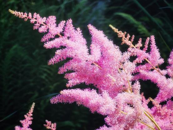 A close-up shot of vibrant pink astilbe flowers, featuring delicate, feathery plumes. The flowers are brightly lit by the sun, with a dark, blurred green background that highlights their vivid colour and intricate texture.