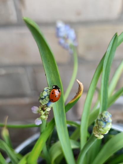 A ladybird sitting on a grape hyacinth. Some long green leaves and small light blue flowers are visible. There's a brick wall in the background.