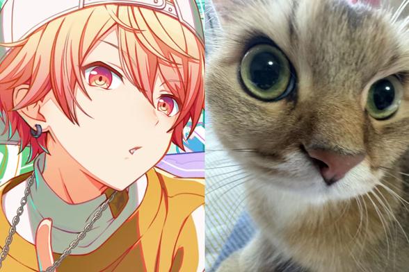 Anime boy (catboy?) and a cat face comparison