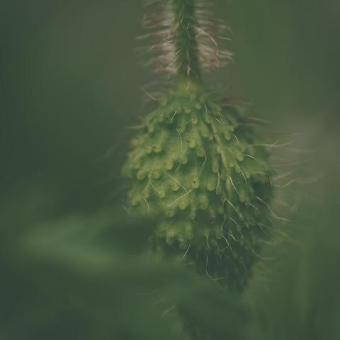 Macro shot of a poppy pod
