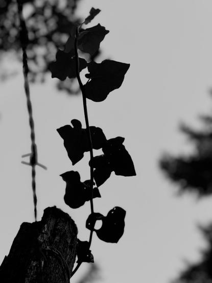 Close-up view of a barbed-wire fence with ivy growing on it. It's dusk, there's very little light. It could be a setting for this film... (Version françæ) Vue rapprochæ d’æn clôture en barbelés sur læquæl pousse dal lierre. C’est læ crépuscule, eil y a très peu de lumière. Ça pourrait être æn décor de çæt film…