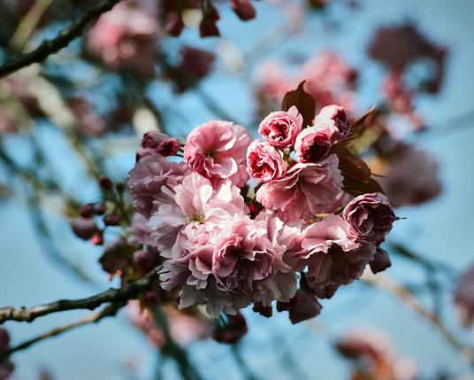 A closely pack bunch of pink flowers forms the central focus of this colour photo, with out of focus twigs, branches and other flowers behind against the pale blue sky.