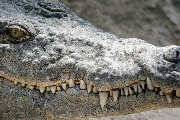 【画像】ボートに残された歯形...ワニに襲われた男性の「最期」、SNSで広がる衝撃 - ニューズウィーク日本版 オフィシャルサイト