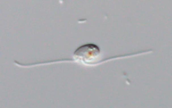 microscopic image of a single-celled organism with two long flagella