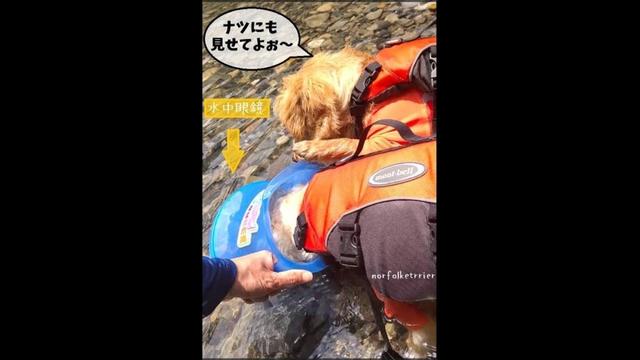 【ノーフォークテリア】水中眼鏡を初体験！