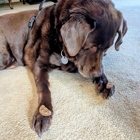 A chocolate lab is looking at a treat on his left paw.