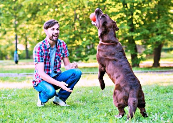 Latidos e miados de alegria: diversão e brincadeiras melhoram a saúde física e mental dos pets; brincar com pets pode trazer vários benefícios, como alívio do estresse, diminuição da ansiedade e auxílio no controle do peso