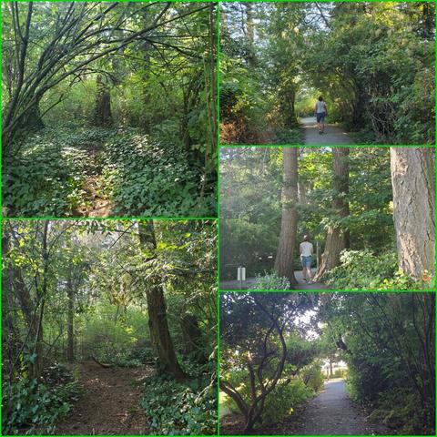 A collage of nature scenes, each depicting trails or wooded areas. The top-left shows a dirt path covered with ivy, leading into a dense, green forest. The top-right depicts a person walking away down a paved trail under a canopy of trees. The bottom-left features a winding, dirt path through a forest, with sunlight filtering through the trees. The bottom-right shows a paved path lined with trees and bushes, sunlight diffused through the trees