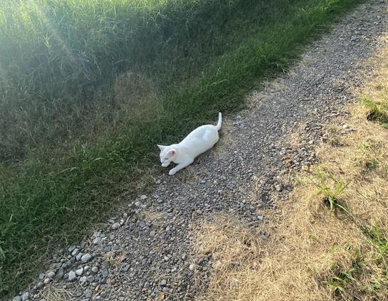 White kitty trying to find a bit of shade...