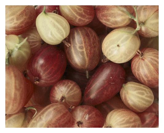 Nahaufnahme von reifen Stachelbeeren in verschiedenen Farbtönen – von hellgelb bis tiefrot. Die Beeren haben eine leicht durchscheinende, gerippte Haut mit feinen Härchen und liegen dicht aneinandergedrängt.