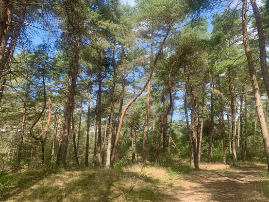 Im Nationalpark De Hoge Veluwe vor einer Woche. Kiefern und  blauer Himmel