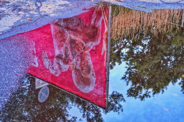 A high-angle shot captures the reflection of a large red banner, advertising a Body Worlds exhibition, in a large puddle on a dark, wet asphalt surface. The reflection shows a plastinated human figure, displayed in an anatomical pose, with its head at the bottom right and its body extending upwards and to the left. The top left of the puddle reflects another sign, partially obscured. The right side of the puddle reflects a clear blue sky, the dark green canopy of trees, and tall, dry reeds. The edges of the puddle show the rough, dark grey texture of the asphalt.