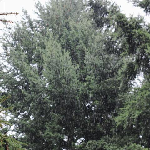 Rain falling on tall evergreen trees, with dense green foliage. The raindrops are visibly captured throughout the frame, creating a blurred effect.