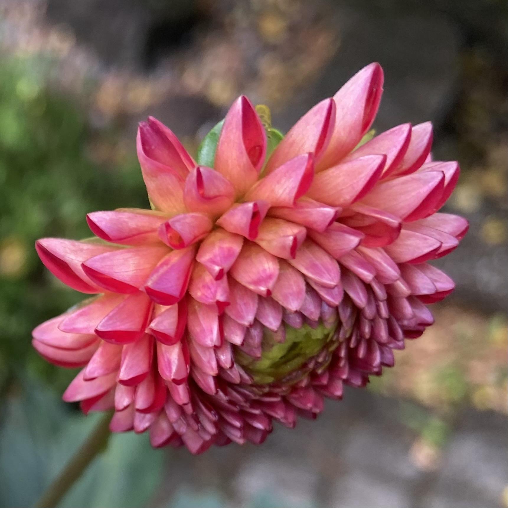 Looking down at a dahlia, that itself is pointing downwards, with concentric circles of curled petals that are orange at the base and red at the tips