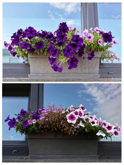 A composite image displays two rectangular window boxes filled with vibrant petunias, set against the reflective glass of a window.
The top image shows a light grey window box overflowing with deep purple petunias, with a few lighter purple blooms visible towards the right. The flowers are lush and healthy, with some cascading over the front of the box.
The bottom image features a darker grey window box. On the left, there's a cluster of dark purple petunias similar to those in the top image. Towards the centre and right, the petunias are a mix of white with dark pink or purple centres, and some lighter pink varieties. There are also some dried, brown stems visible amongst the flowers, indicating some past blooms.
Both window boxes are positioned on a dark grey windowsill. The window panes behind them reflect a bright blue sky with scattered white clouds, creating a soft, natural backdrop for the colourful flowers. The reflection in the bottom image shows more of the blue sky.