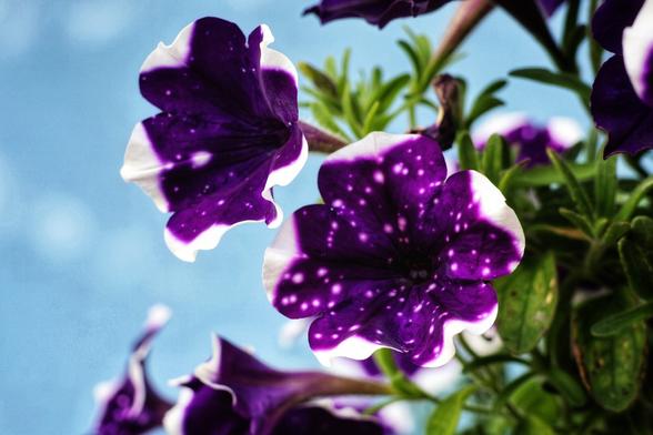 A close-up, high-angle shot captures three vibrant "Night Sky" petunia blossoms against a soft, light blue background, likely the sky or a blurred surface.
The two prominent flowers in the upper and central foreground are fully open, displaying deep purple petals with distinct, irregular white edges and numerous small, white speckles resembling stars. The flower in the lower left is partially visible, also exhibiting the characteristic purple and white speckled pattern.
To the right and slightly out of focus, green leaves and stems of the petunia plant are visible, providing a natural context for the blooms. The lighting highlights the intricate details of the petals and the striking contrast between the purple and white. The overall impression is one of delicate beauty and natural artistry.