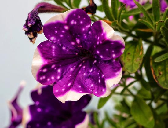 A close-up shot of a single "Night Sky" petunia blossom, vibrant with its unique colouring, is positioned slightly off-centre in the upper middle of the frame. The flower displays deep purple petals adorned with numerous small, scattered white speckles, reminiscent of stars against a night sky. The edges of the petals are distinctly white, creating a striking contrast with the purple.
Above the main blossom, a wilted, dark purple petunia bud or spent flower hangs, adding a touch of natural cycle to the scene. To the right, blurred green leaves of the petunia plant are visible, providing a natural backdrop and suggesting the flower is part of a larger plant. Another blurred petunia, similar in colour and pattern, can be seen in the lower left corner. The background is a soft, light blue, slightly out of focus, enhancing the focus on the flower's intricate details. The lighting is bright, highlighting the texture and colour variations of the petals.