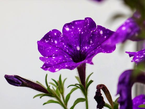 A side-angle, close-up shot focuses on a vibrant "Night Sky" petunia blossom, positioned centrally against a plain, light grey background. The petunia's petals are a rich, deep purple, adorned with numerous small, scattered white speckles, creating a celestial or starry effect.
To the left of the open blossom, a dark purple petunia bud is visible, tightly closed and still developing. The stem of the main flower is dark purple and slightly fuzzy, connecting to green stems with small green leaves that are somewhat out of focus. To the right of the main flower, partially blurred, more purple petunia blooms are visible, along with a dried, brown leaf or stem. The lighting is even, highlighting the textures and vibrant colours of the flower. The overall impression is one of natural beauty and intricate detail.
