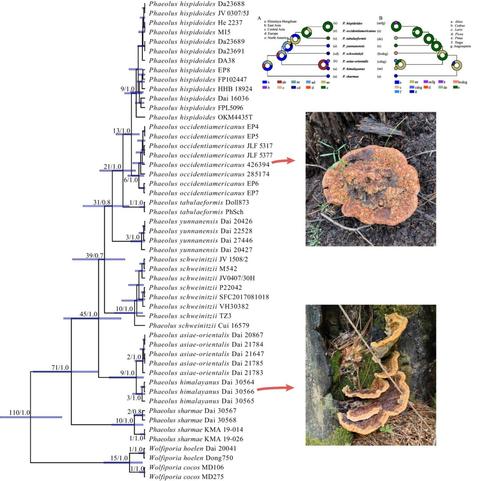 Panel of morphological images and phylogenetic datasets from a study that establishes a robust phylogenetic tree, molecular clock dating, and biogeography of the phytopathogenic fungal genus Phaeolus, established based on internal transcribed spacers (ITS) and nuclear large ribosomal subunit (nLSU) sequences.