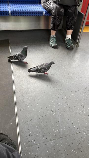 Zwei Tauben, in Berlin Ahrensfelde in die S7 zugestiegen, spazieren den Wagon entlang, als wär er ihrer.