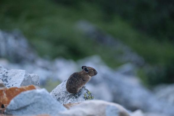 a pika perched on a rock. the pika is a small round mammal that looks a little like a rabbit but with short round ears. it is faced right, contemplating the universe