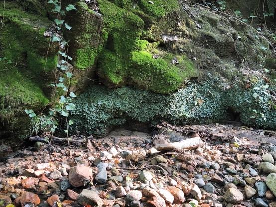 Ein Bachlauf mit rötlichen Steinen und dahinter Felsen mit Moos und kleinblättriger Kletterpflanze bewachsen.