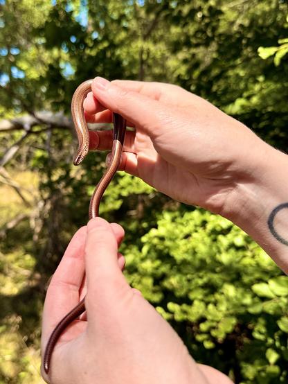 The image shows a person holding a small, slender blind worm in their hands. The blind worm is brown with a shiny, smooth texture and has a slightly darker brown head. The person's hands are visible, with one hand supporting the worm's body and the other gently holding its head. The background is a blurred natural setting with green foliage and sunlight filtering through the trees, indicating an outdoor environment. The person's left wrist has a visible tattoo, which appears to be a simple black circle. The worm's body is curved, with its head raised and facing the camera, while the tail is held by the person's hand.