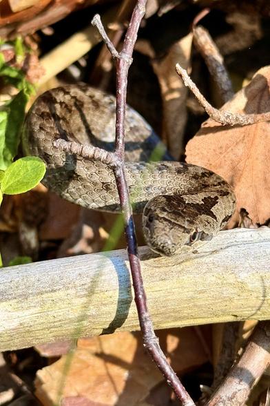 The image features a snake coiled around a light-colored wooden branch. The snake's body is patterned with shades of brown, gray, and black, providing camouflage against the natural background. Its head is positioned towards the viewer, with its eyes and mouth visible. The snake's scales are clearly defined, and its posture suggests alertness. The background includes various natural elements such as dried leaves, twigs, and green foliage, indicating a forest or woodland setting. The lighting is natural, highlighting the textures of the snake's skin and the wood.