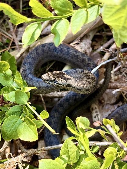 The image features a snake coiled among green foliage and brown twigs. The snake has a dark blue body with a pattern of lighter and darker scales, and its head is a mix of brown and tan with a distinct pattern. The snake's head is raised, and its tongue is slightly extended, indicating alertness. The surrounding environment includes bright green leaves and some dry, brown branches, suggesting a natural, possibly forested habitat. The lighting is bright, highlighting the textures of the snake's scales and the leaves.