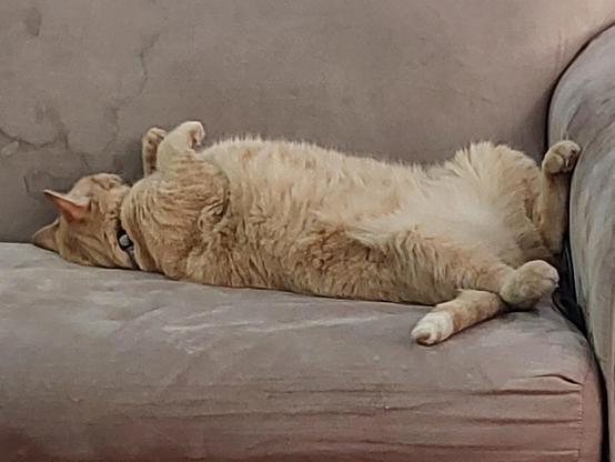 The same apricot tabby cat, now scrawled across a tan couch. Her belly is up, but her face is turned away.