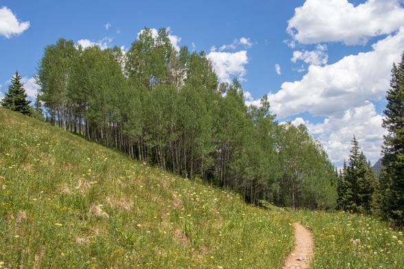 A grove of aspen trees on a mountainside near Frisco, Colo.