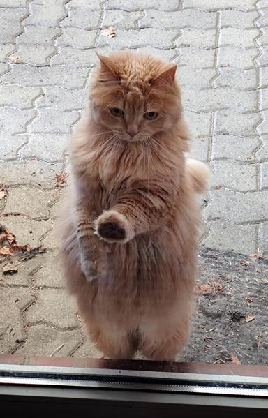 A highlander cat trying to open a glas door, like seen at her humans every day....