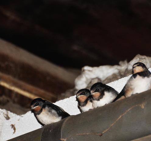 Farbfoto in einer dunklen Scheune: 4 junge Rauchschwalben auf einem mit grauem Schaumstoff gedämmten Heizungsrohr. Sie wurden erst vor wenigen Tagen flügge und haben noch den für Jungvögel typischen gelben Rand am Schnabel.
Dies ist die erste Brut in diesem Jahr; die zweite ist schon in Arbeit.