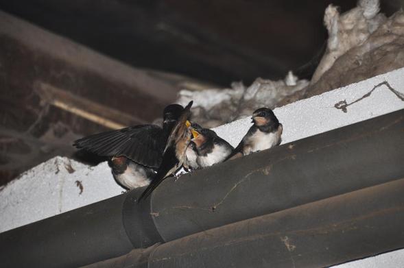 Junge Rauchschwalben und ein Alttier, das eben Futter bringt.