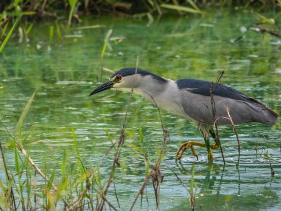 Un bihoreau gris (sorte de héron trapu avec des pattes et un cou plus court que le héron cendré, un plumage blanc, gris et bleu nuit, un bec noir et des yeux rouges) qui marche dans l'eau d'un étang. L'eau est verte bleutée en raison des fleurs d'eau de cyano bactéries