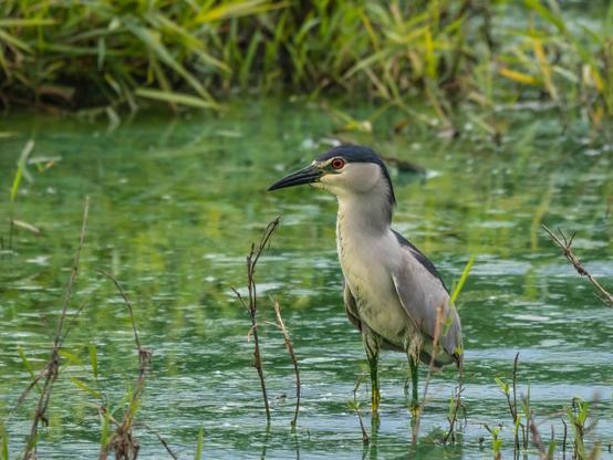 Un bihoreau gris dans l'eau d'un étang et vu de 3/4. Il a la tête redressée