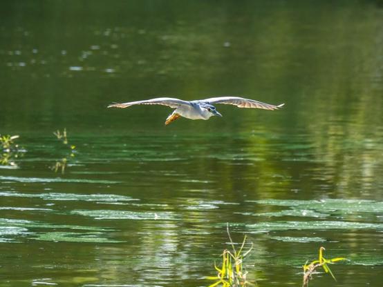 Un bihoreau gris en vol au dessus de l'eau d'un étang. Il a ses ailes dépliées mais son cou est complètement collé au reste de son corps ce qui lui donne un air compact, trapu.