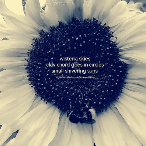 A black-and-white close-up, with a slightly blue tinge, of a sunflower with a bee. Additionally, a haiku in white letters:

wisteria skies
clavichord goes in circles
small shivering suns 

© Stefanie Neumann - @KokopelliBFree