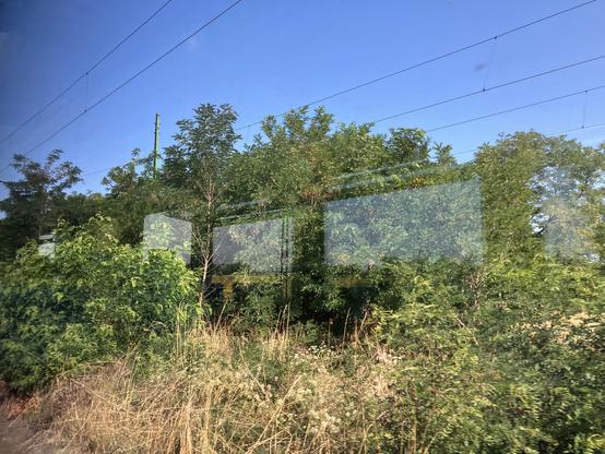 Tracks with catenary, overgrown with trees taller than the height of the catenary.