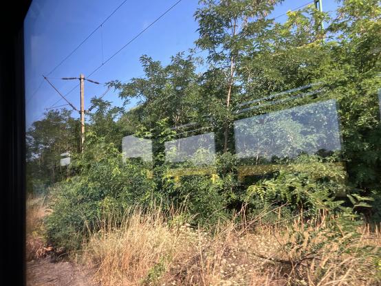 Tracks with catenary, overgrown with trees taller than the height of the catenary.