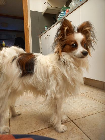 Photo d'un petit chien à poils longs. Il a l'air très doux (et il l'est) et son visage lui donne un air intelligent