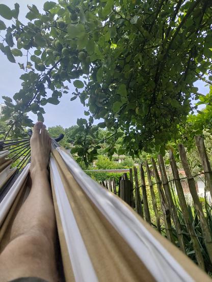 Das Bild zeigt eine Person, die in einem Hängematte liegt. Die Hängematte ist in Beige und Weiß gehalten. Die Person hat die Füße ausgestreckt und liegt entspannt. Im Hintergrund sind grüne Blätter und Früchte an den Bäumen zu sehen, die Schatten auf den Hammock werfen. Ein Holzzaun ist sichtbar, der das Gartengebiet umgibt. Die Umgebung wirkt ruhig und grün, mit einem blauen Himmel, der durch die Blätter hindurchscheint.