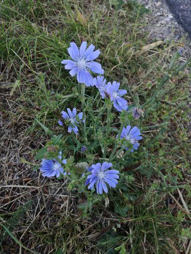 Eine kleine Gruppe Wegwarten mit tief eingeschnittenen blauen Blütenblättern.
Als Grün nur die Stiele und Blätter der Pflanze, das Drumherum ist weitgehend vertrocknet.