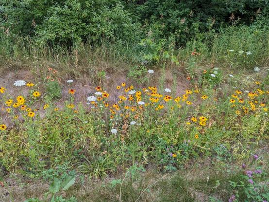 Black-eyed Susans and wild carrots growing in a ditch along a rural road.