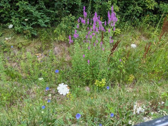 An assortment of blue and purple wildflowers growing from a ditch along the side of a rural road.