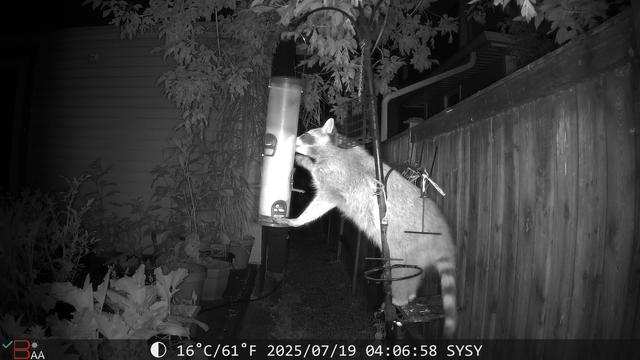The photo is a night photo, showing a raccoon balancing on a small platform attached to a metal pole,  while eating from a seed feeder - the tube like ones with little holes and perches on the side. A previous photo showed it manhandling the peanut feeder, which was on the ground by the time this photo was taken.