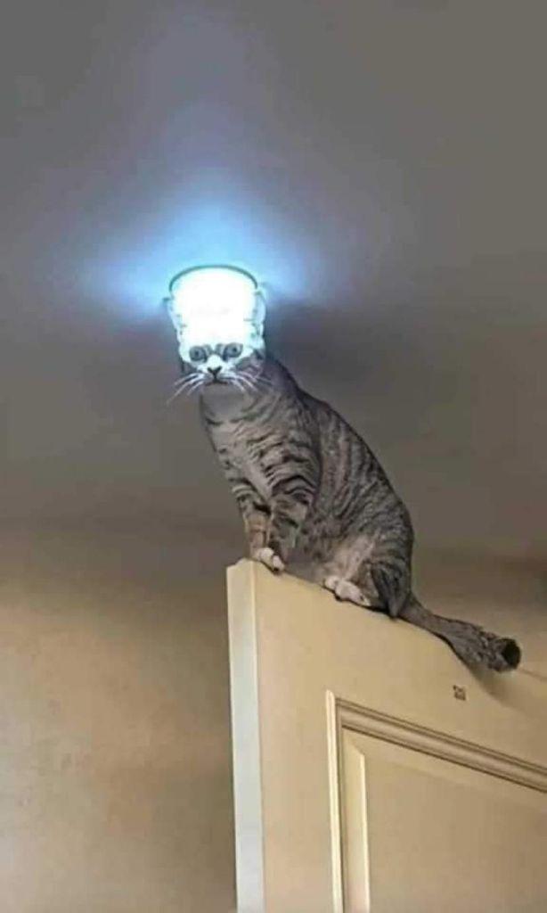 tabby cat sitting on top of a door, with a light in front if his face that makes it look like it's a part of his head